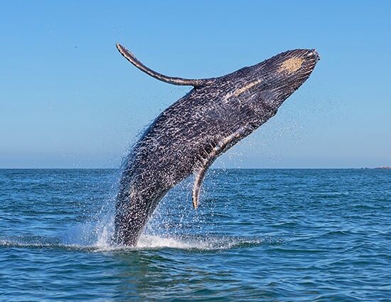 Whale Watching In Cabo San Lucas