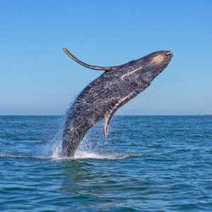 Whale Watching In Cabo