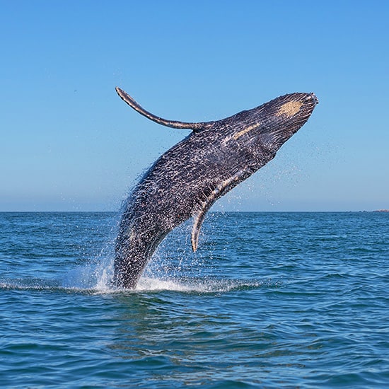 Whale Watching in Cabo San Lucas