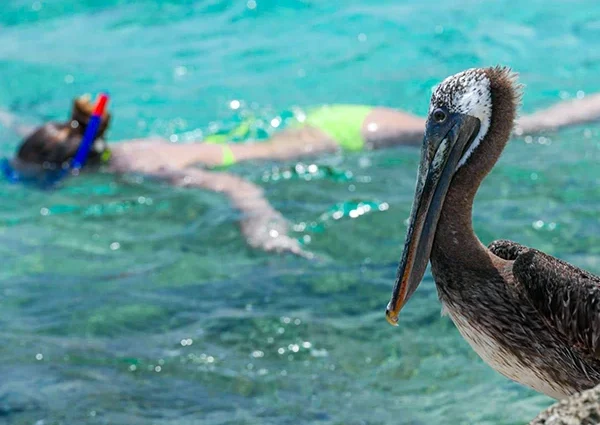 Pelican Rock Snorkeling tour in Cabo San Lucas